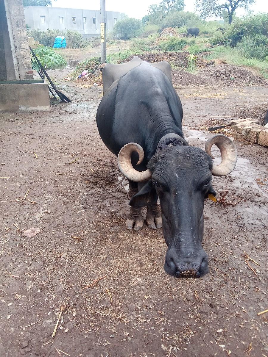 થંબનેલ 3