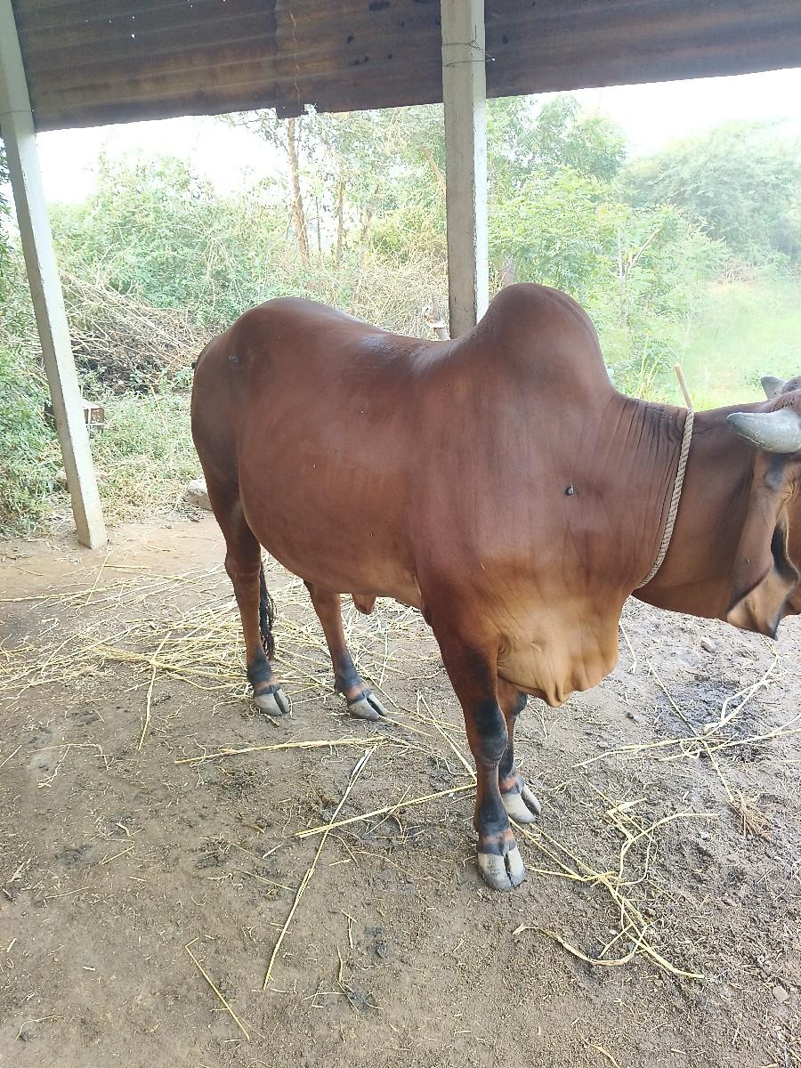 થંબનેલ 2