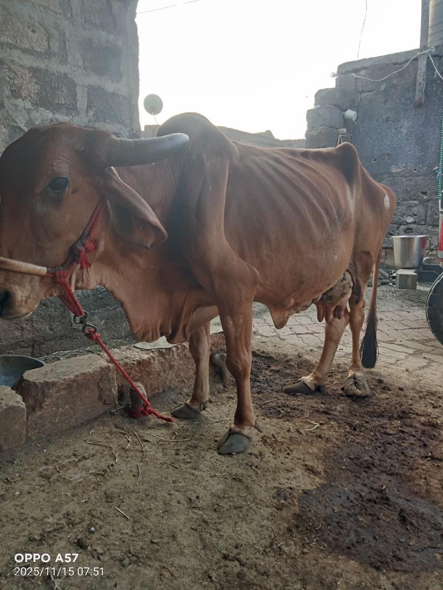 ગાય વેચવાની છે