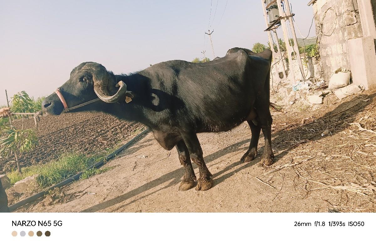 બીજું વેતર જાફરાબાદી ભેંસ વેચવાની