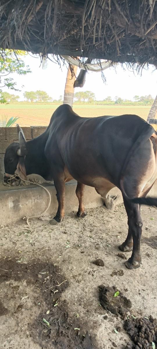 બળદ વેચવાના છે.