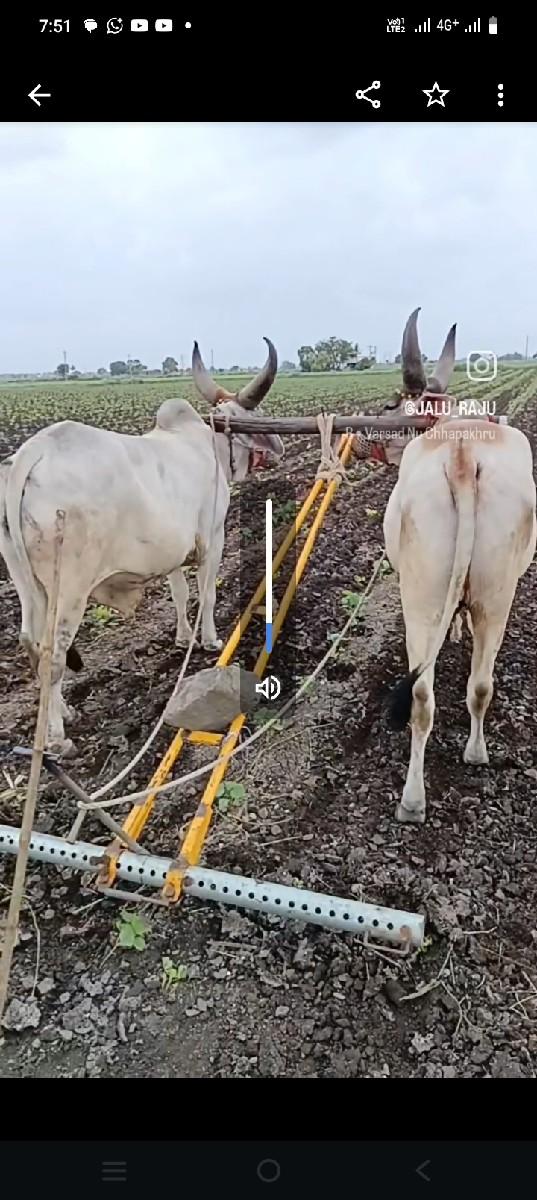 ગોઢલા વેચવાના છે