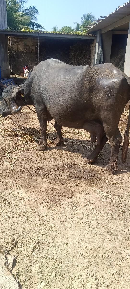 થંબનેલ 3