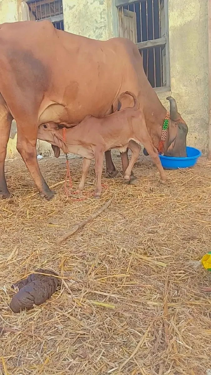 નીચે વાછડી છે