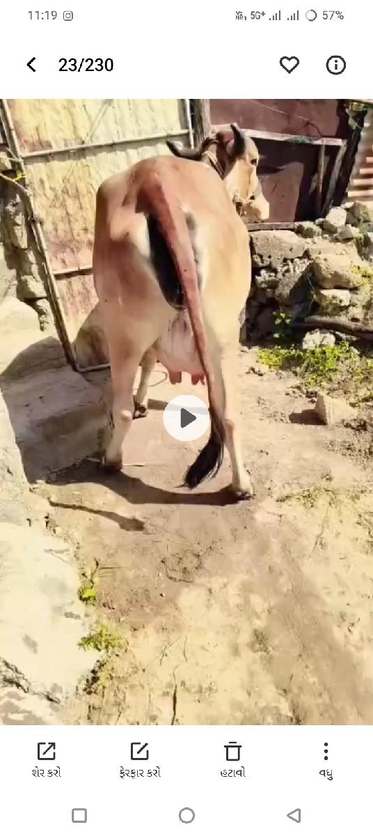 ગાય વેશવાનીછે