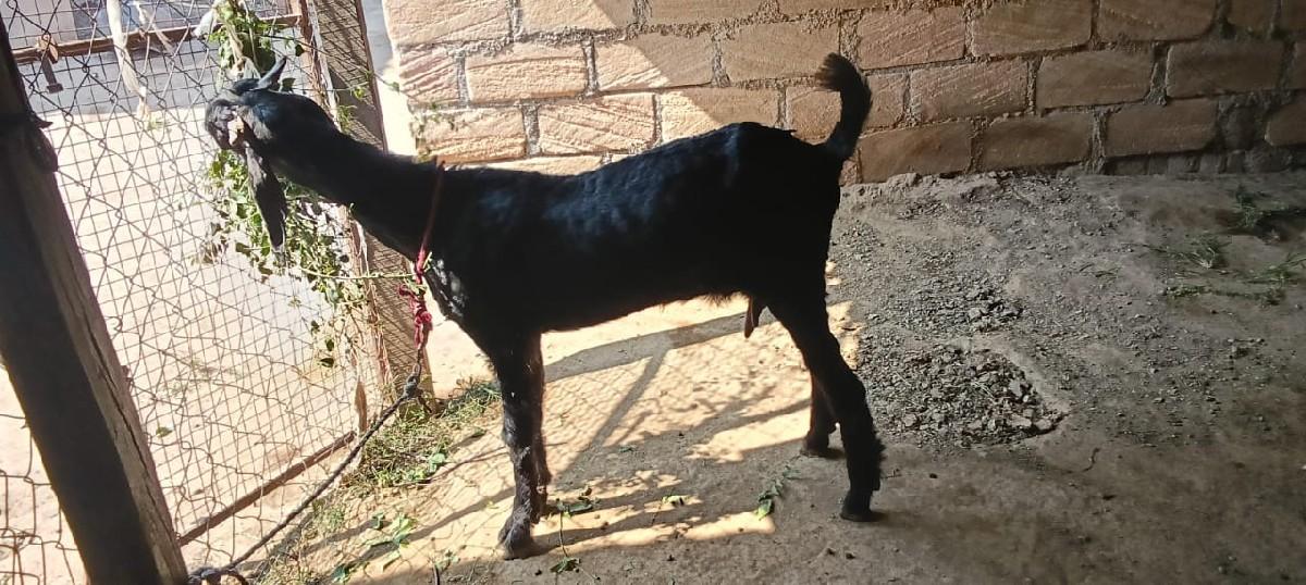 થંબનેલ 3