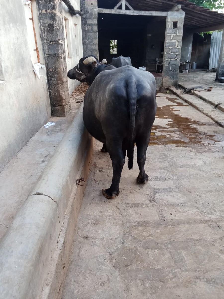 થંબનેલ 2