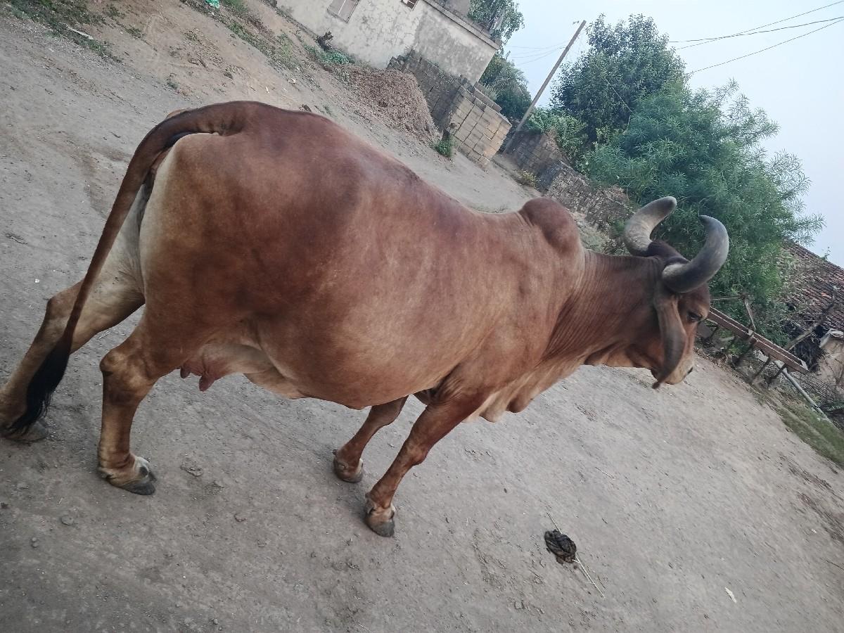 થંબનેલ 2