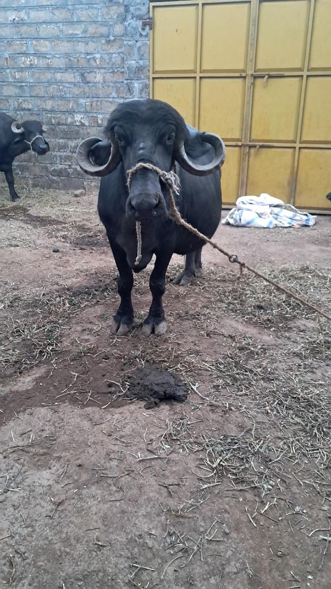 थंबनेल 2