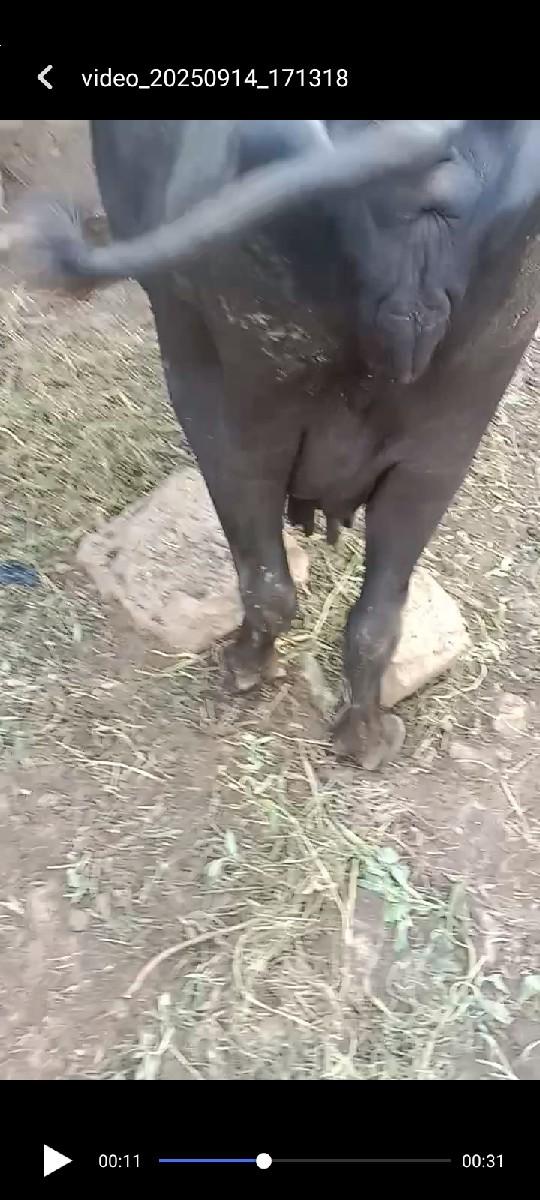 થંબનેલ 3