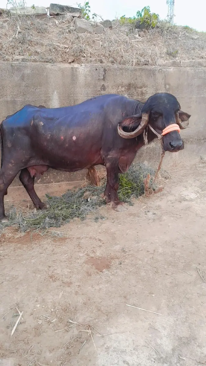 થંબનેલ 2