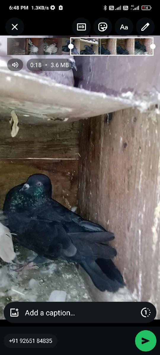 થંબનેલ 2