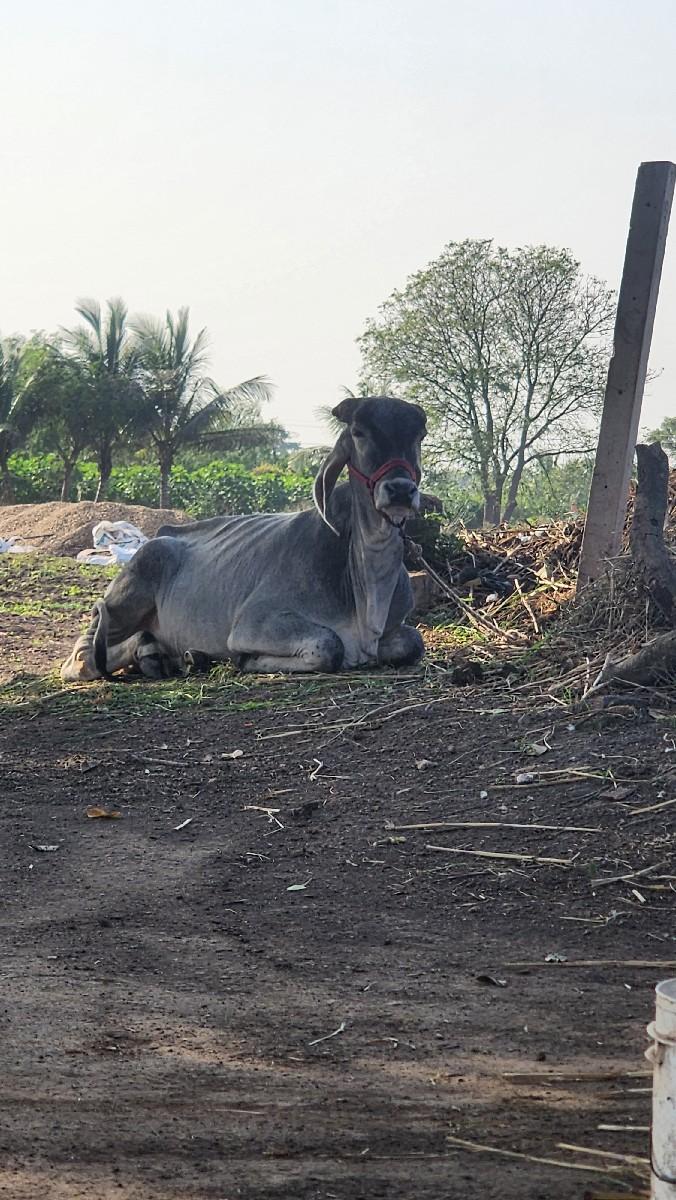 થંબનેલ 2