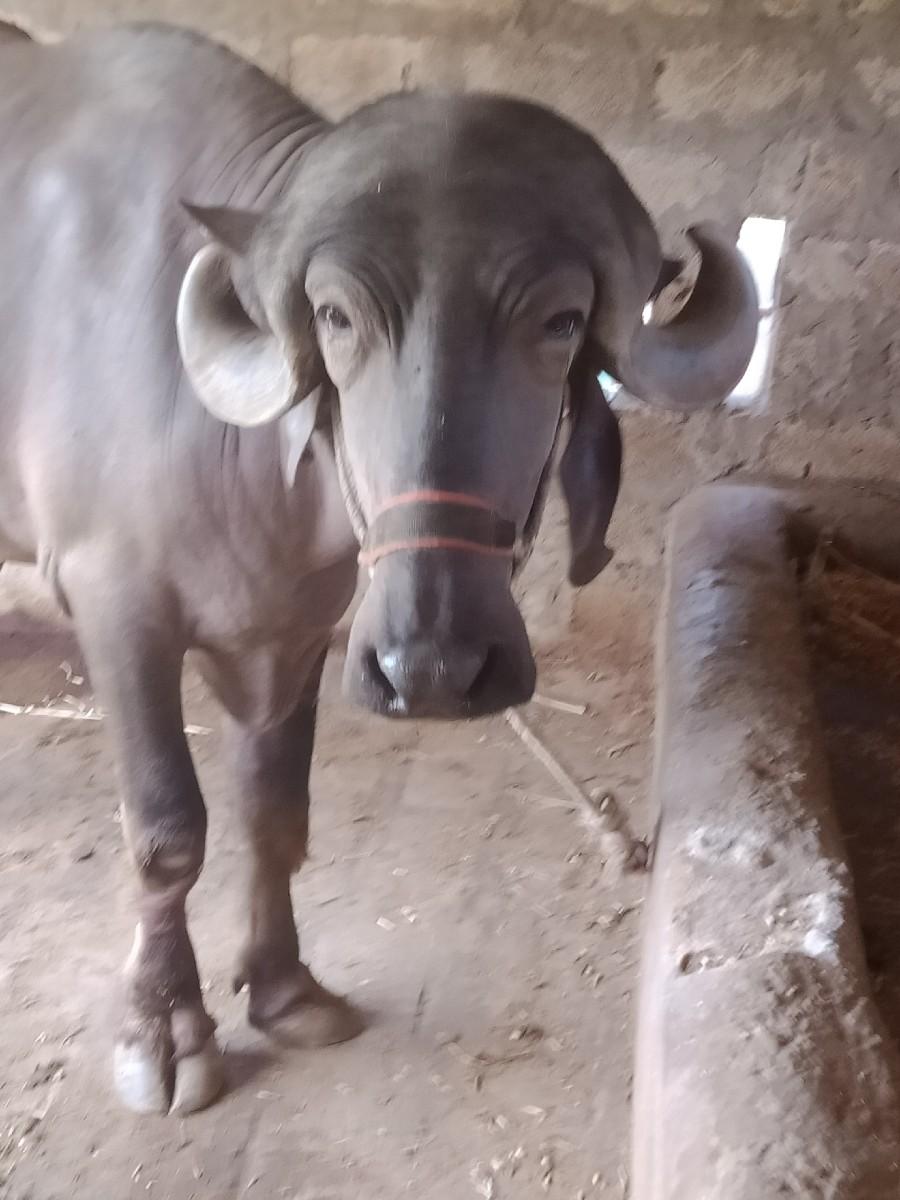 થંબનેલ 2