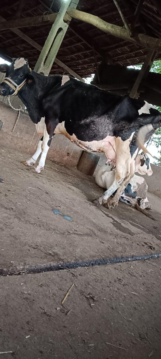 થંબનેલ 2