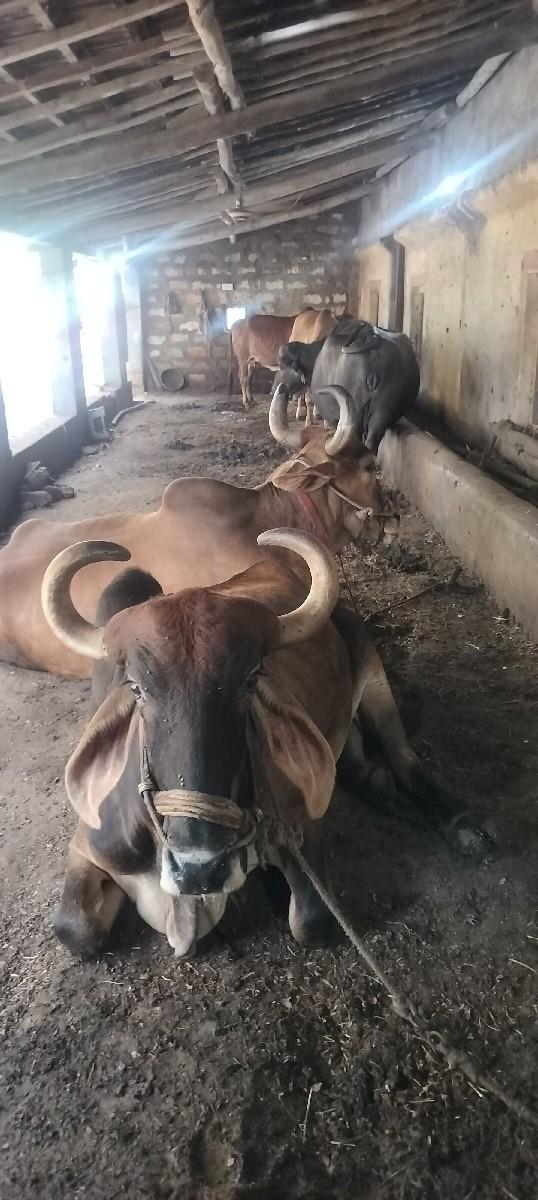 થંબનેલ 2