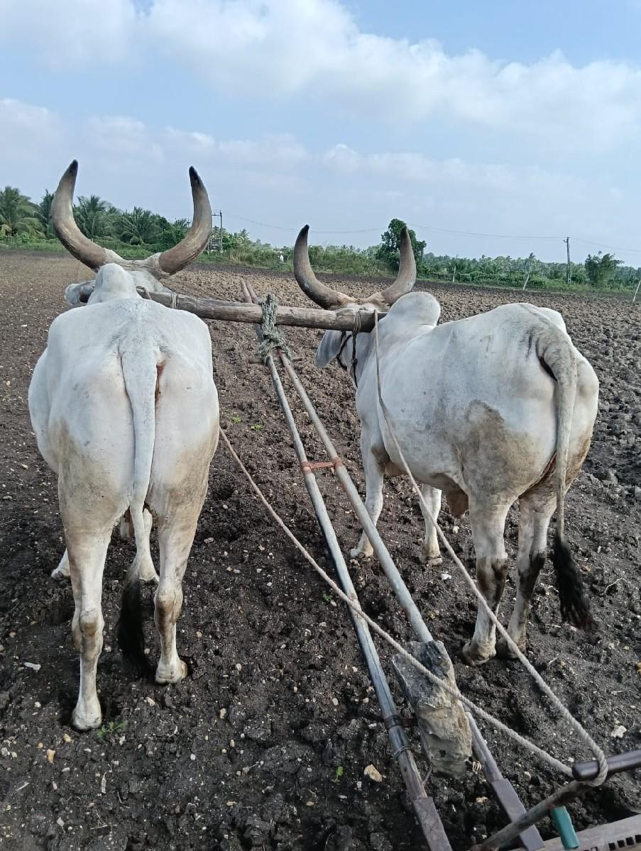 વેશવાના