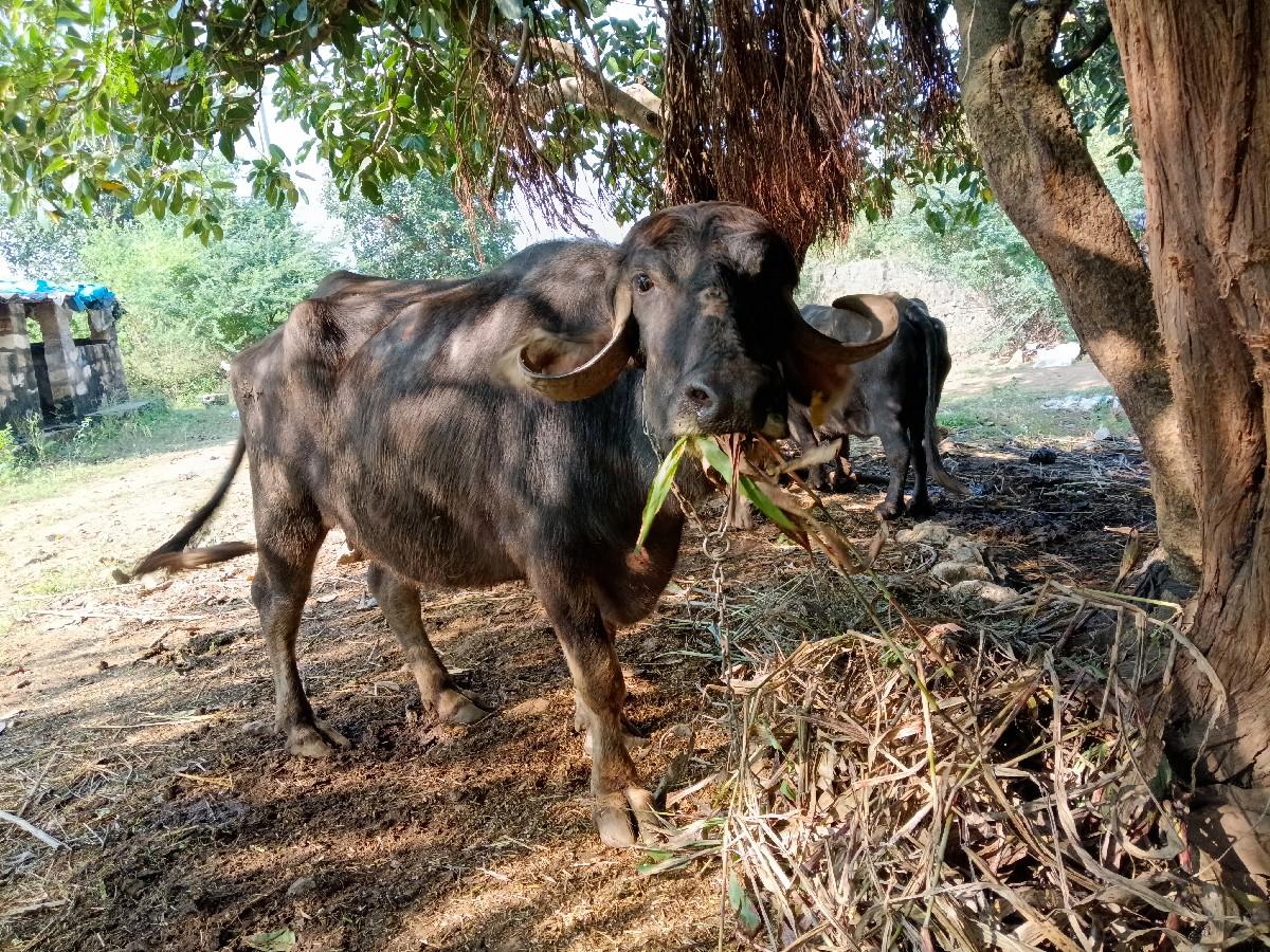 થંબનેલ 2