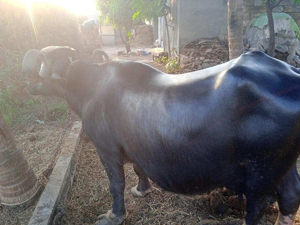 થંબનેલ 2