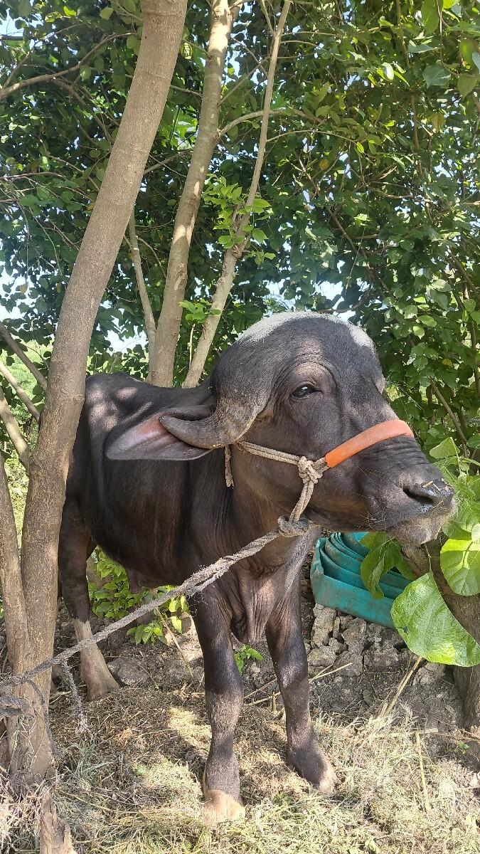 પાડો વેચવાનો છે