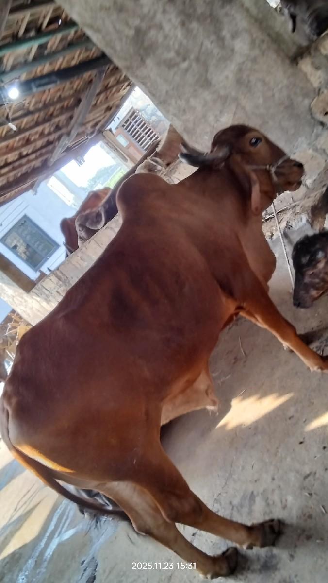 થંબનેલ 2