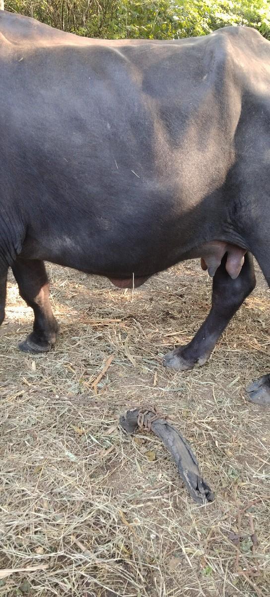 થંબનેલ 2