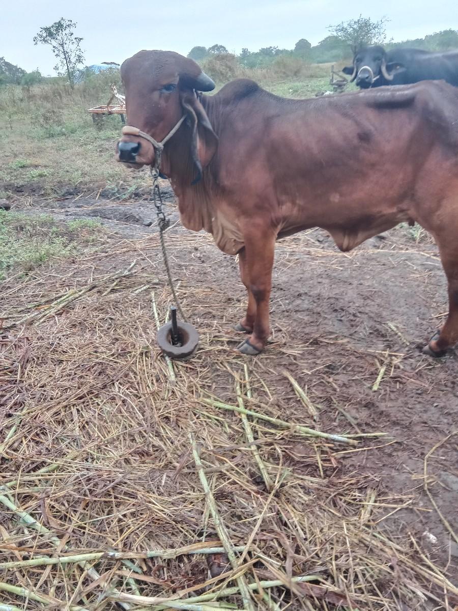 થંબનેલ 3