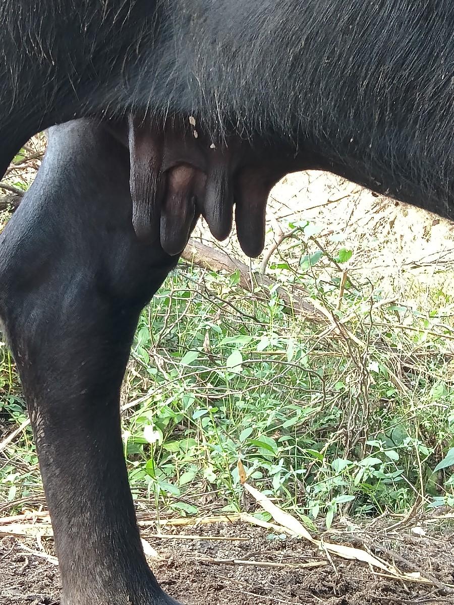 આ ભેંસ વેચવાની છે