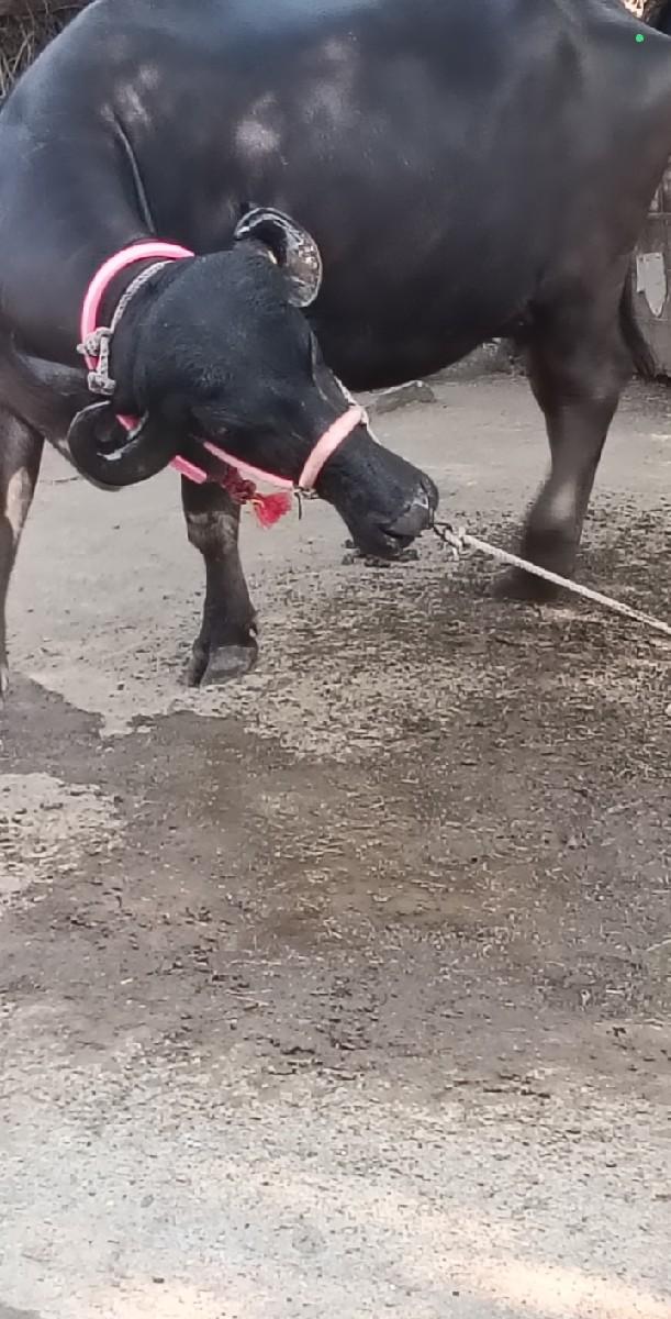 થંબનેલ 2