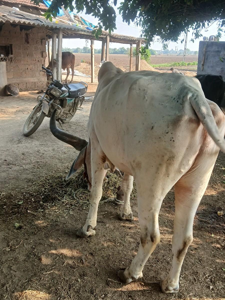 થંબનેલ 2