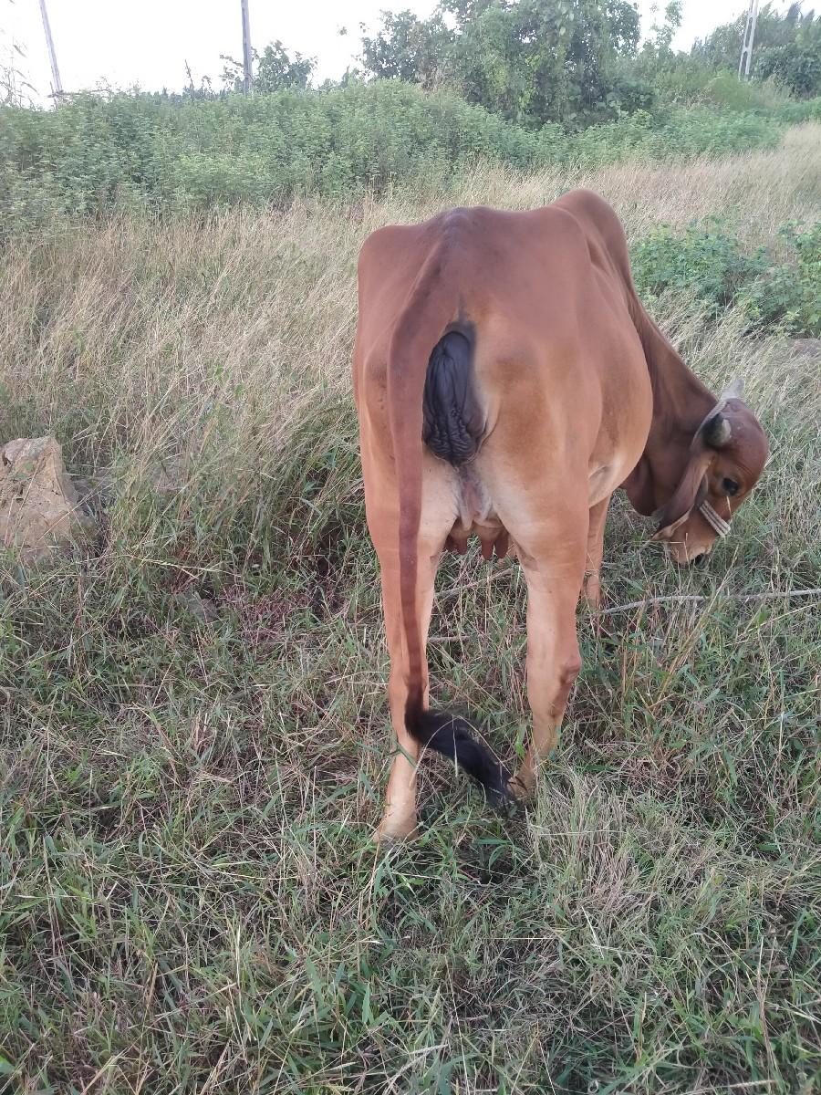 દેશી ગાય વેંચવાની છે