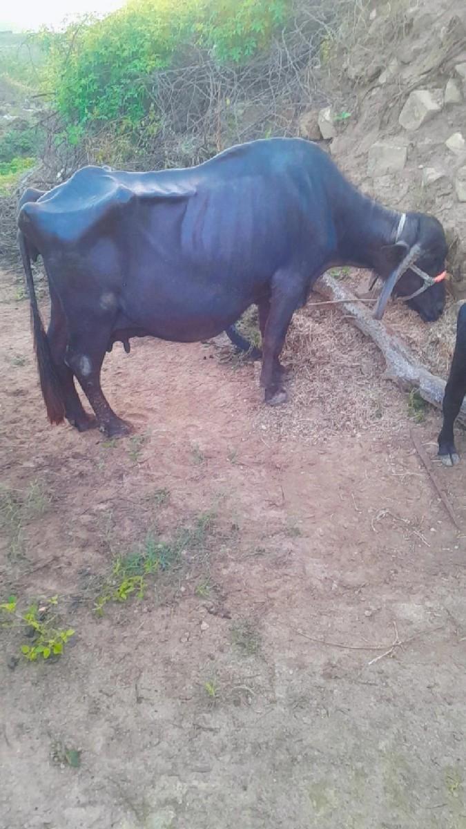 થંબનેલ 2