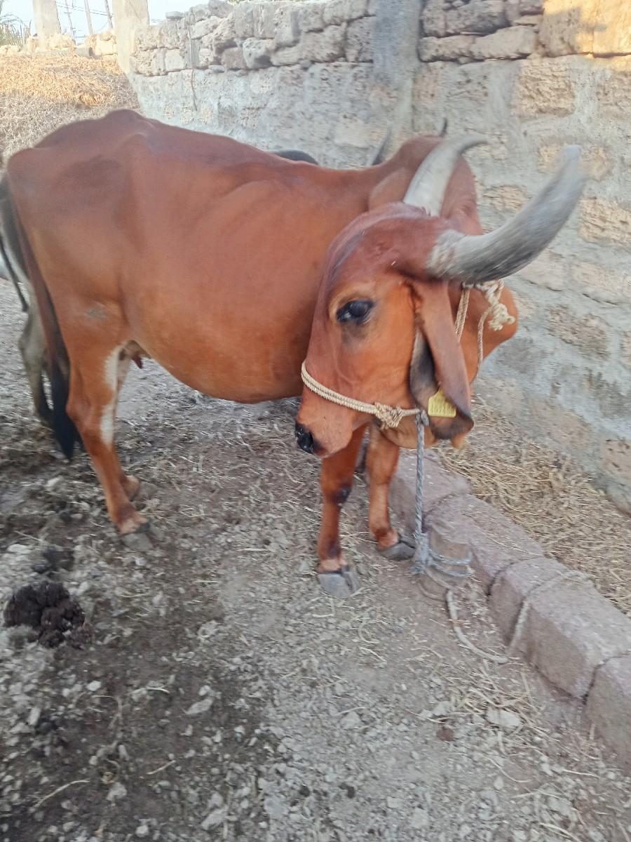 થંબનેલ 3