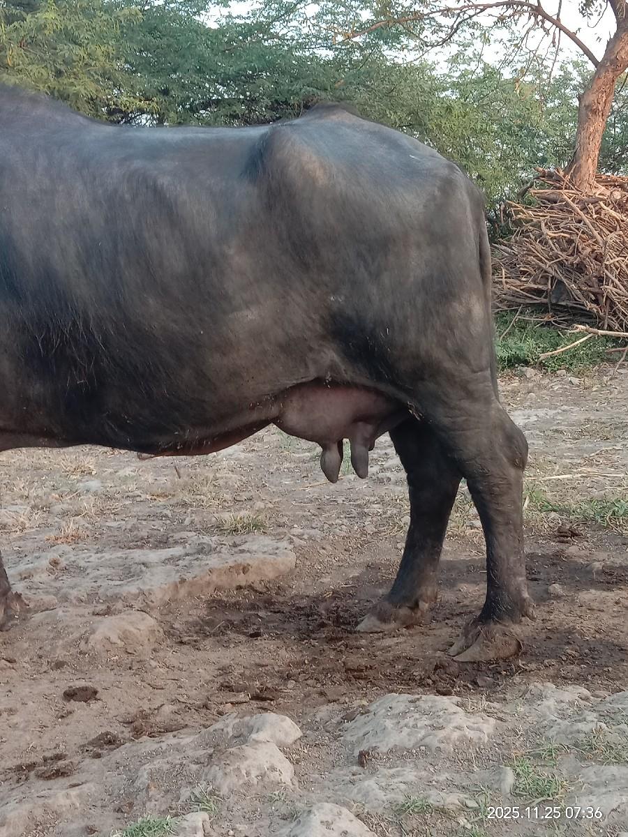 ભેસ વેસવાની છે