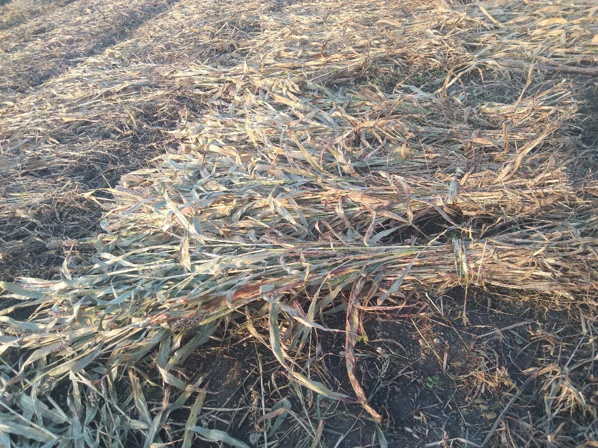 જુવાર ની સાર વેચવાની છે