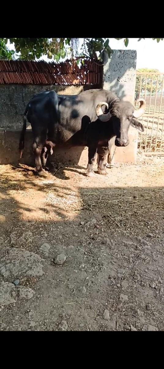 થંબનેલ 2