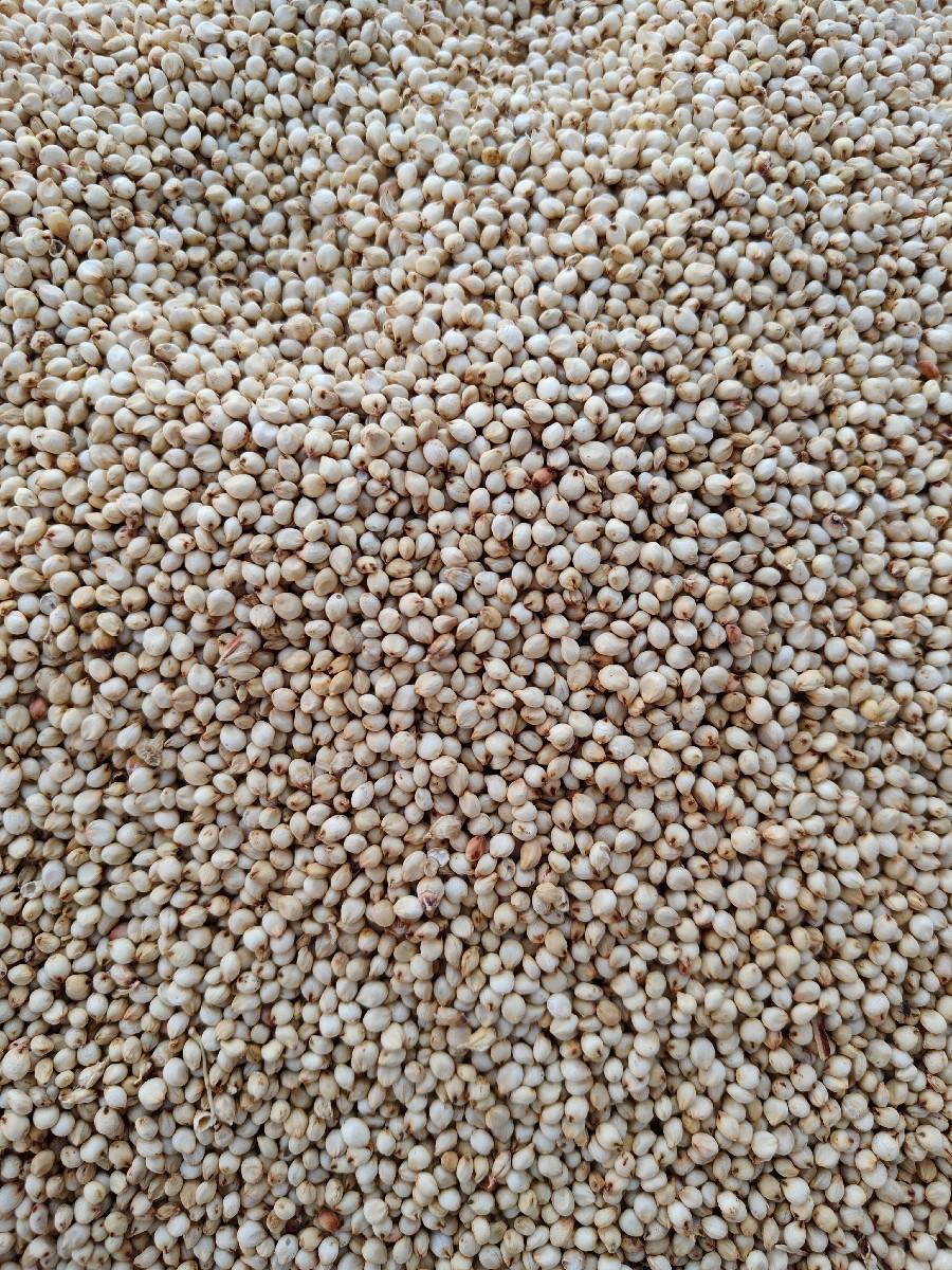 જુવાનું બિયારણ