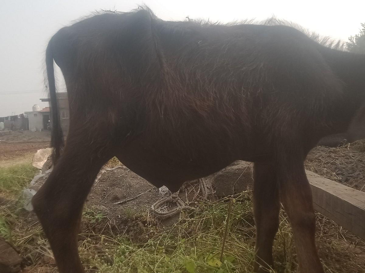 थंबनेल 2