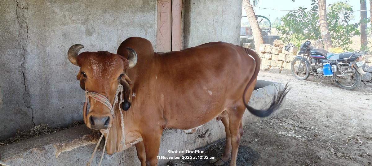 થંબનેલ 2