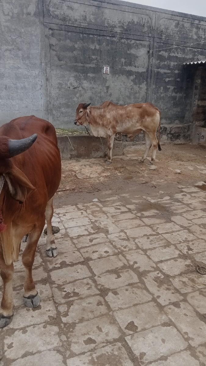 થંબનેલ 2