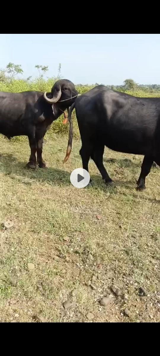 pado futvani tayri ma