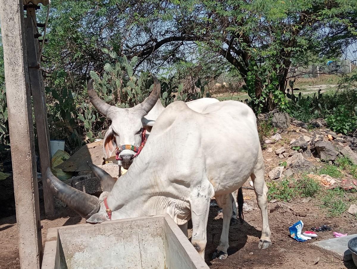 થંબનેલ 2