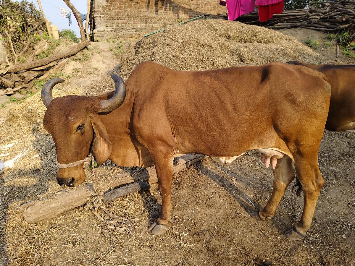 ગીર ગાય વેચવાની છે