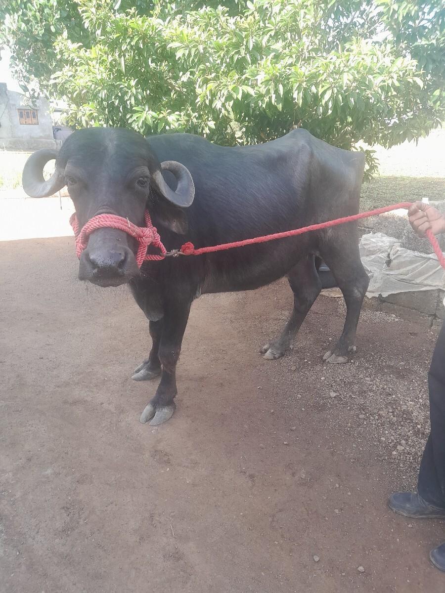 થંબનેલ 3