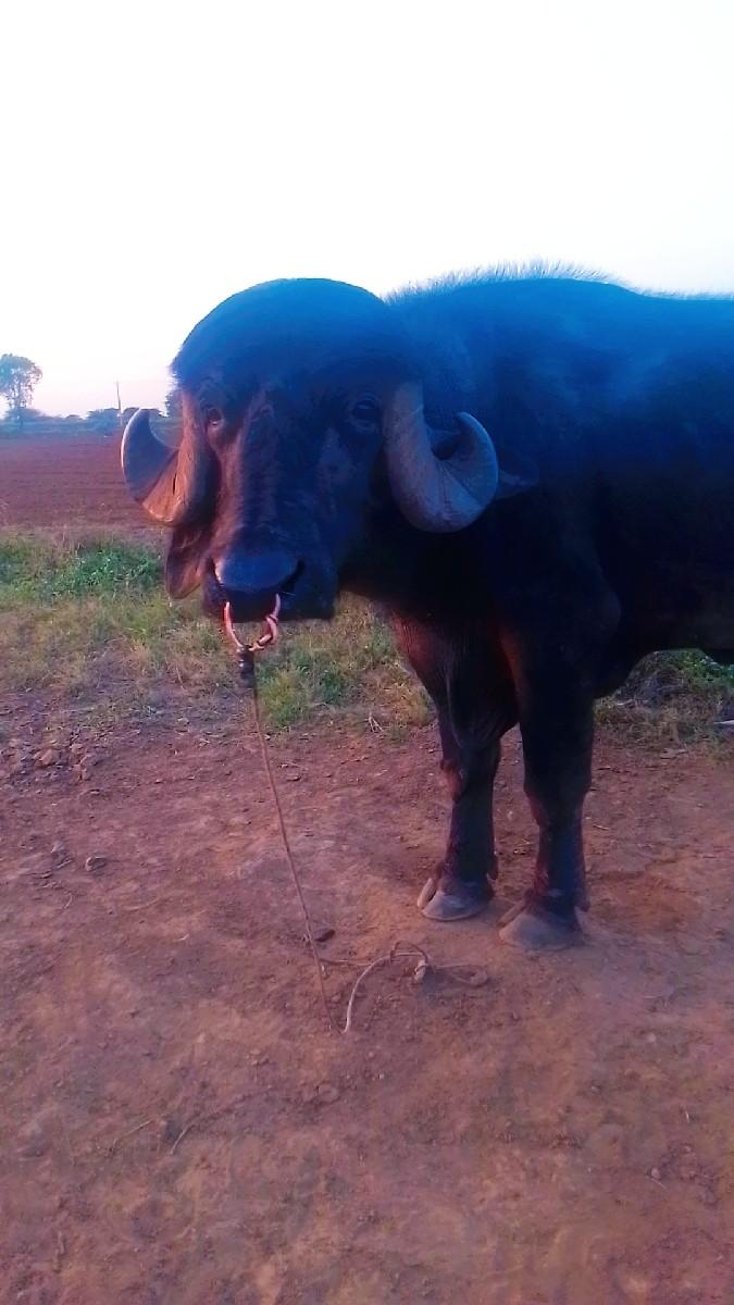 થંબનેલ 3