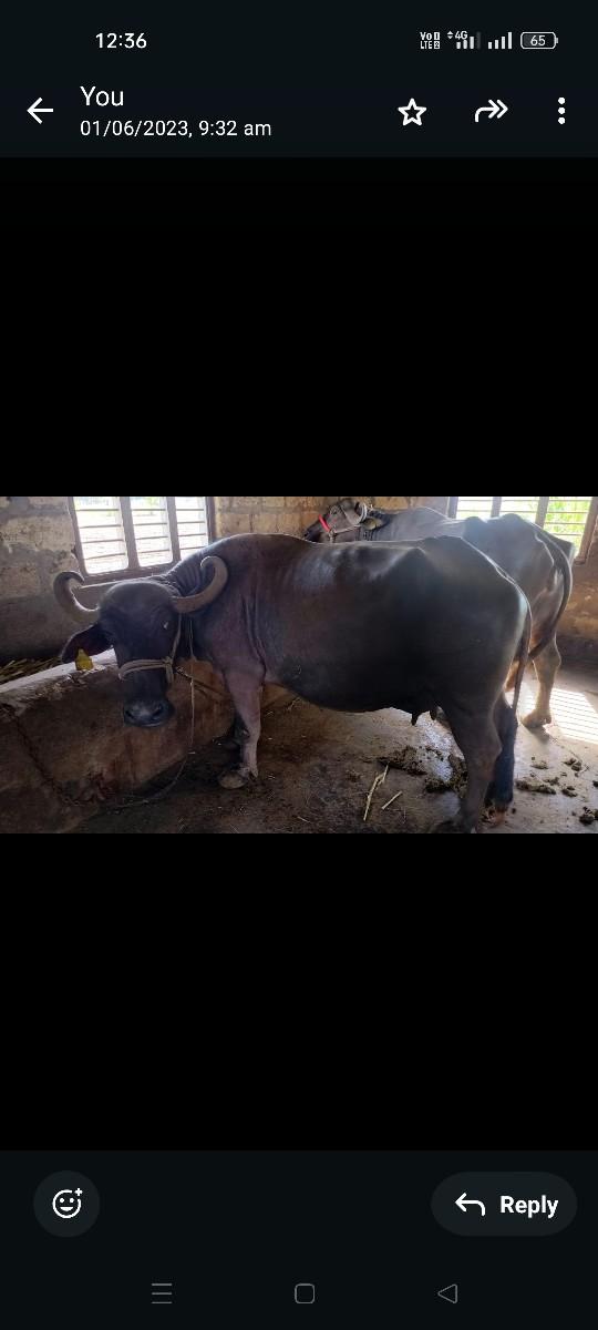 થંબનેલ 3