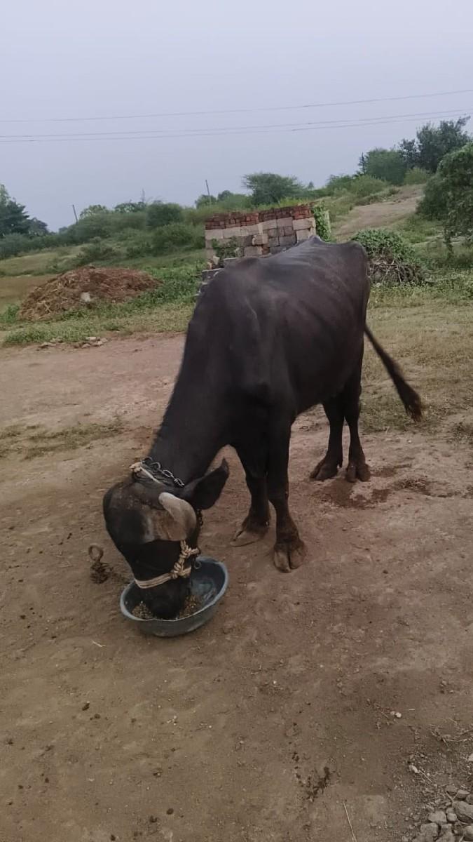 ભેંસ વેચવાની છે