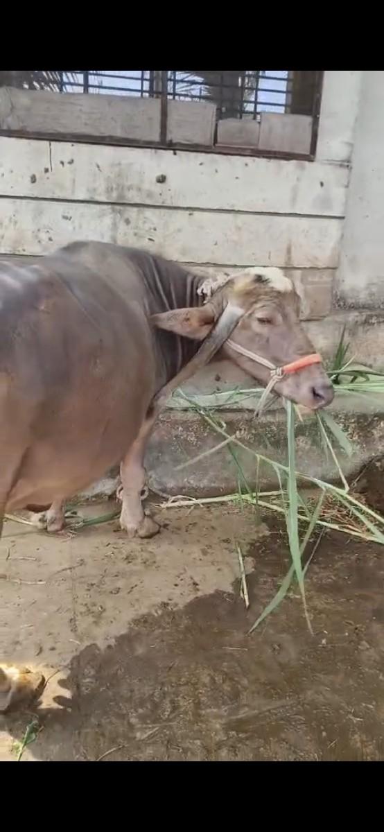 થંબનેલ 2