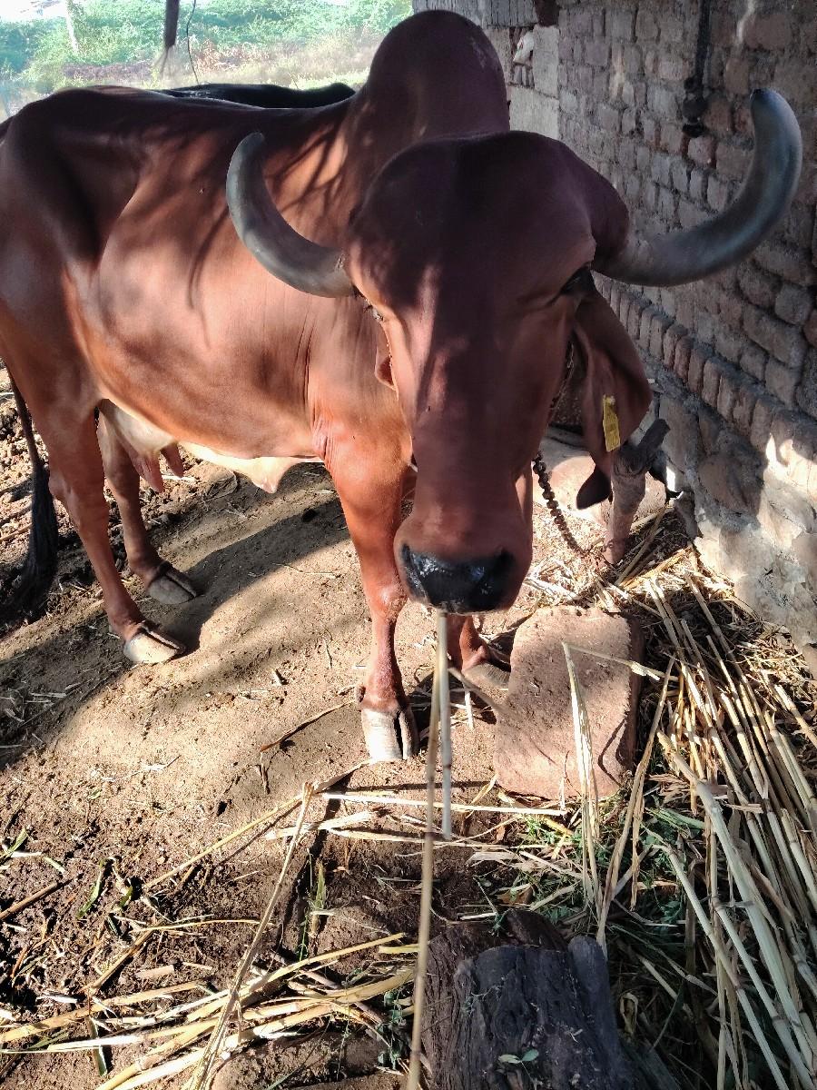 ગાય વેચવાની છે