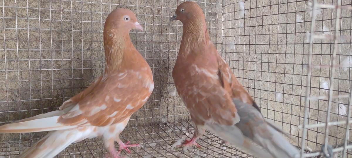 original kishora kabootar